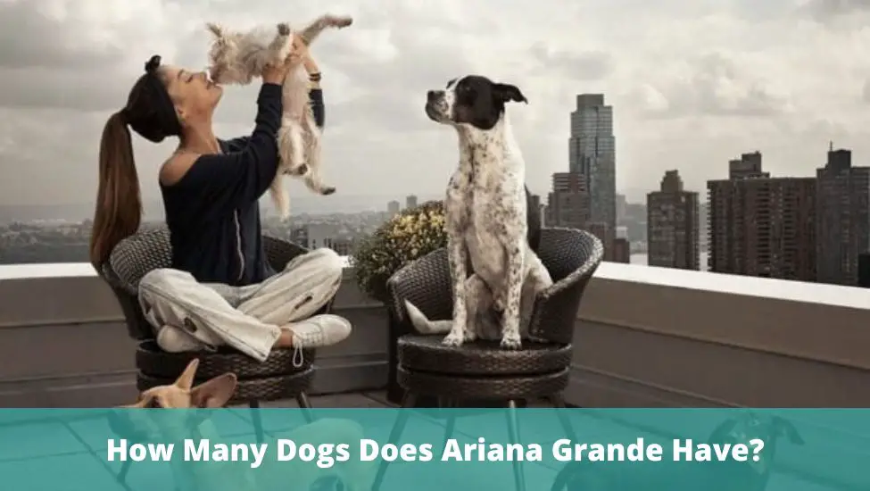 How Many Dogs Does Ariana Grande Have?