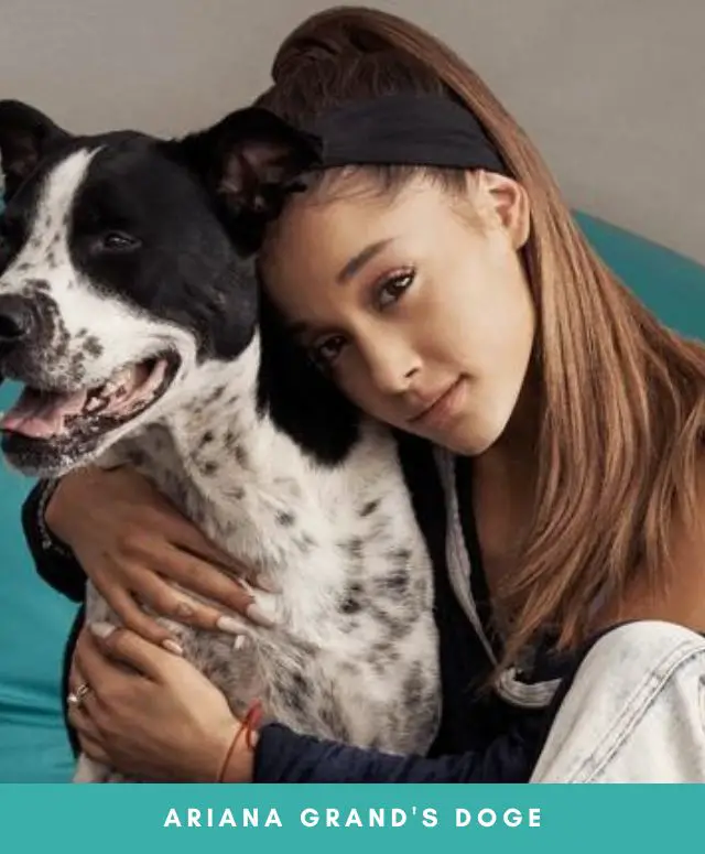 How Many Dogs Does Ariana Grande Have