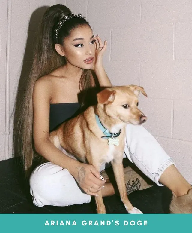 How Many Dogs Does Ariana Grande Have