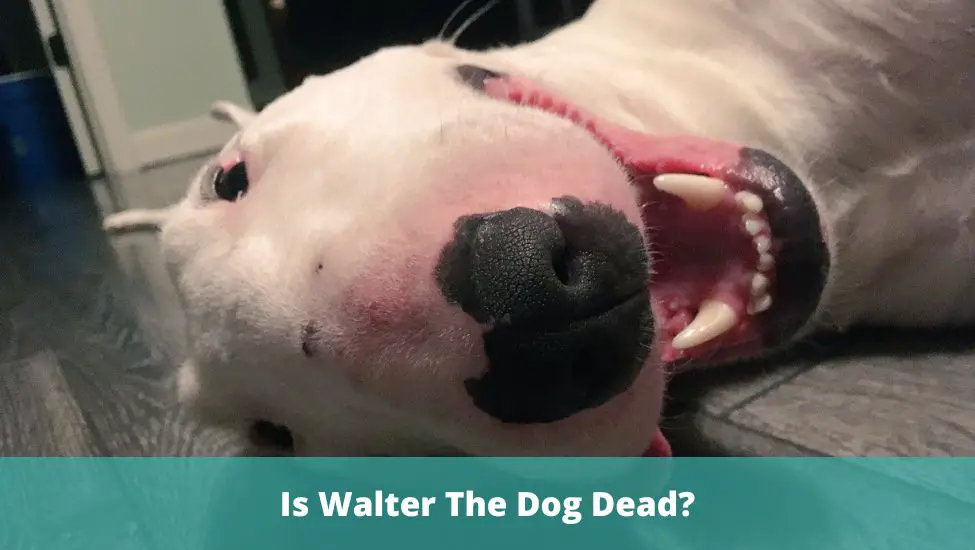 Is Front Camera Meme Star Walter the Dog Actually Dead?